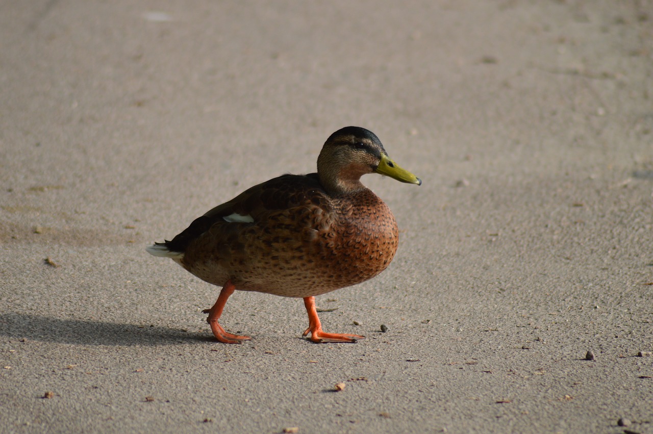 duck feathers bird free photo