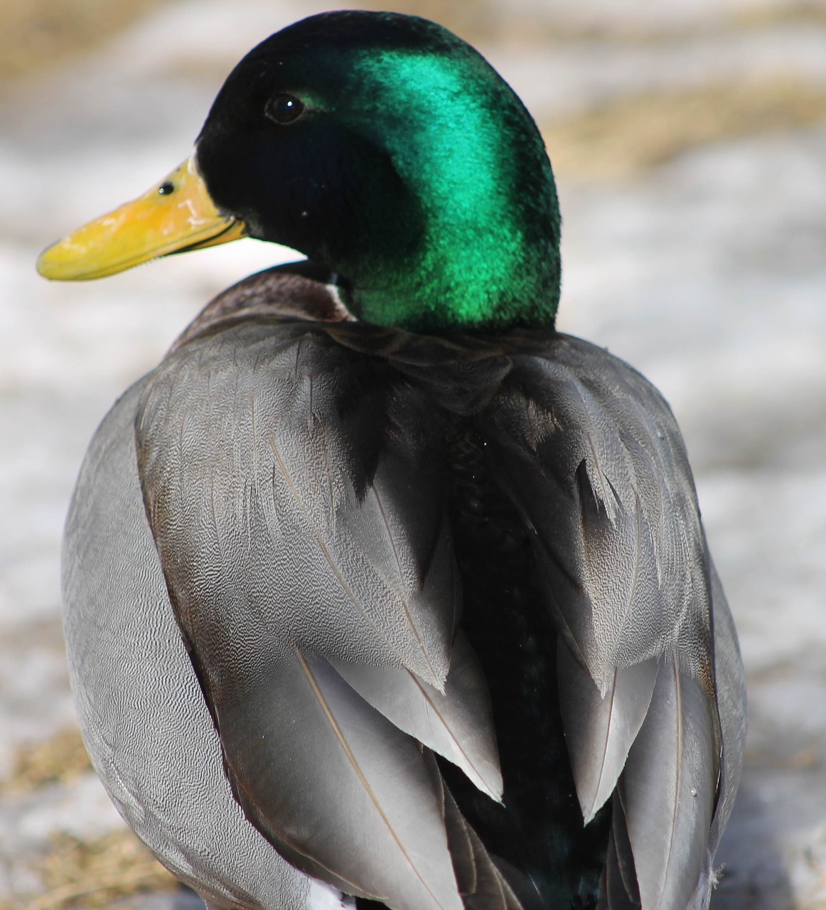 duck animal chick free photo