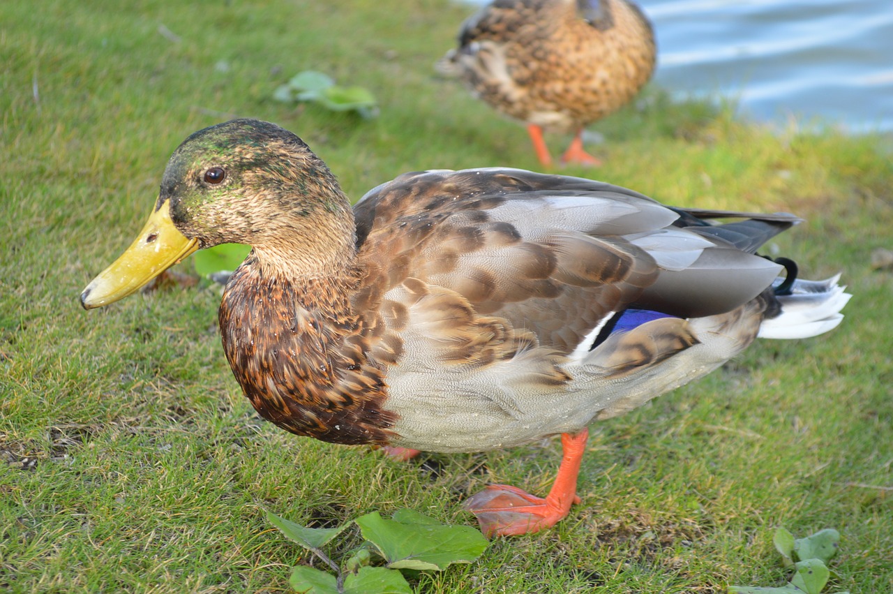 duck close water bird free photo