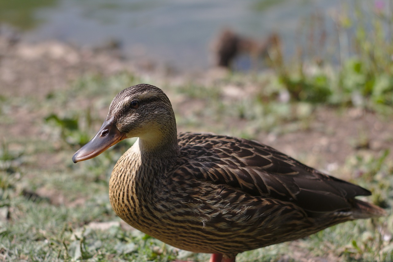 duck pond lake free photo