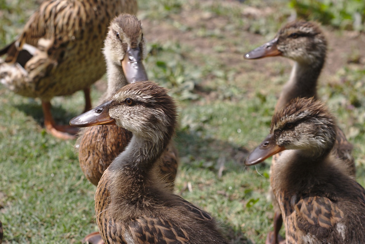 duck chicks ducklings free photo