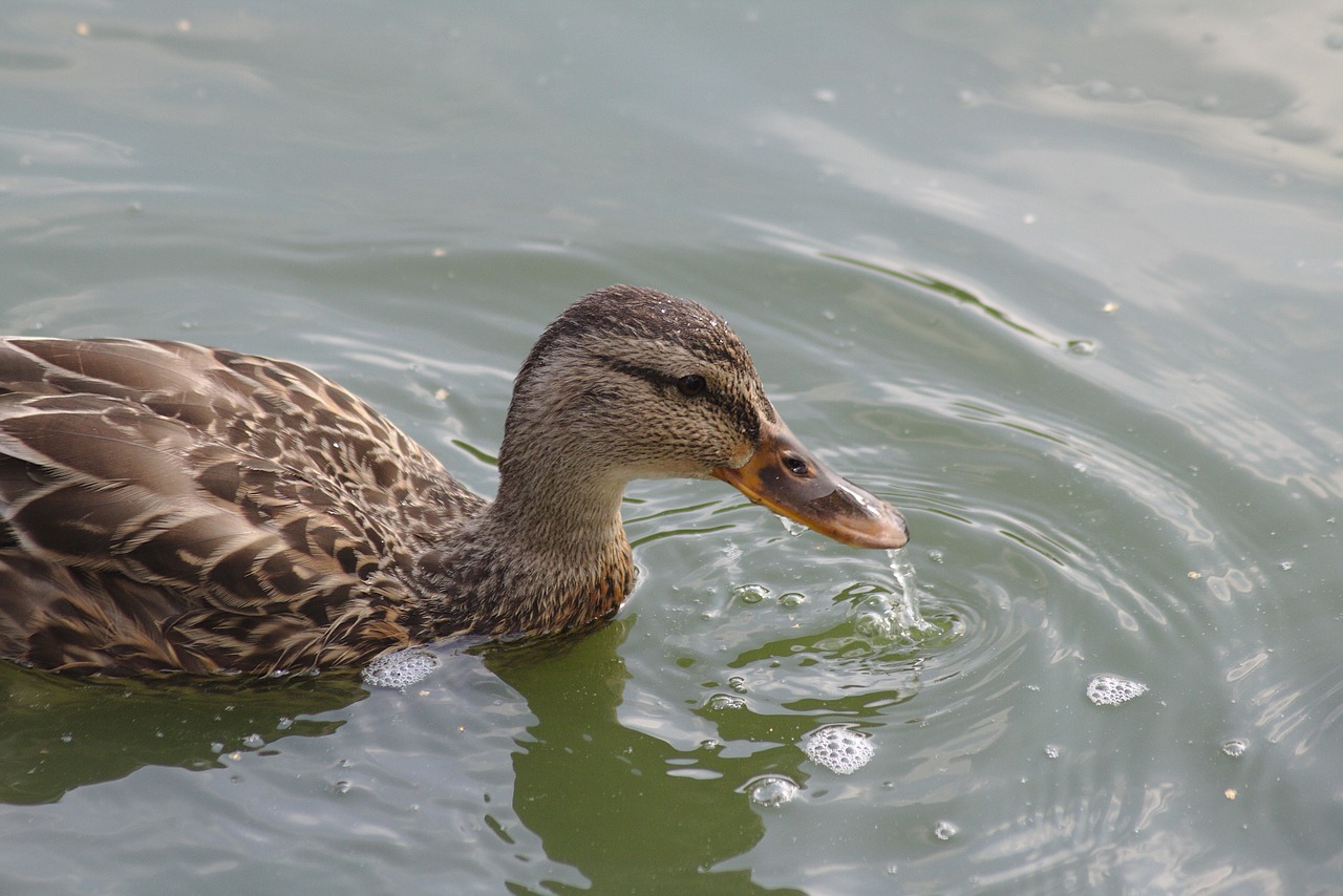 duck pond lake free photo