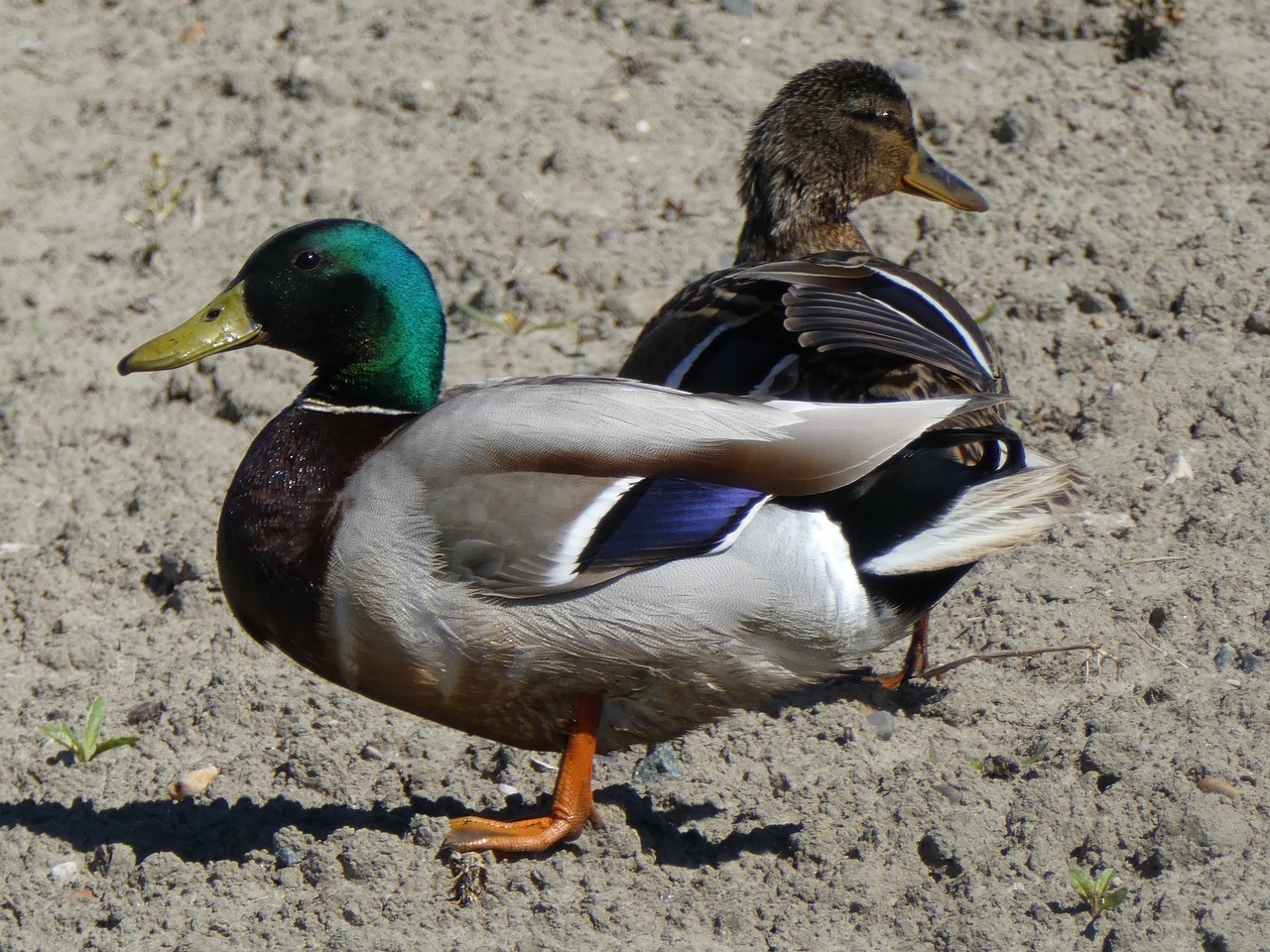 duck nature animals free photo