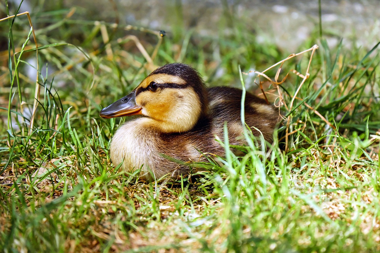 duck chicks animal free photo