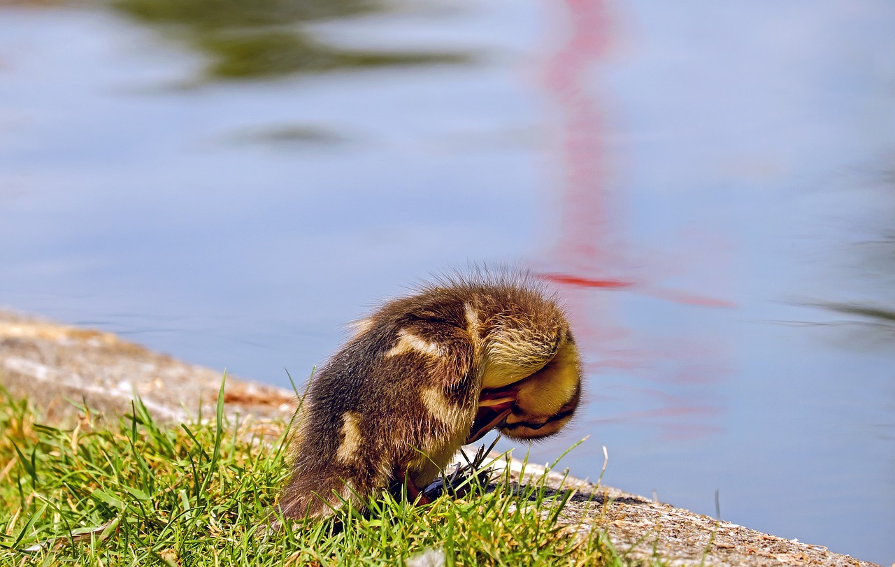 duck chicks young animal free photo