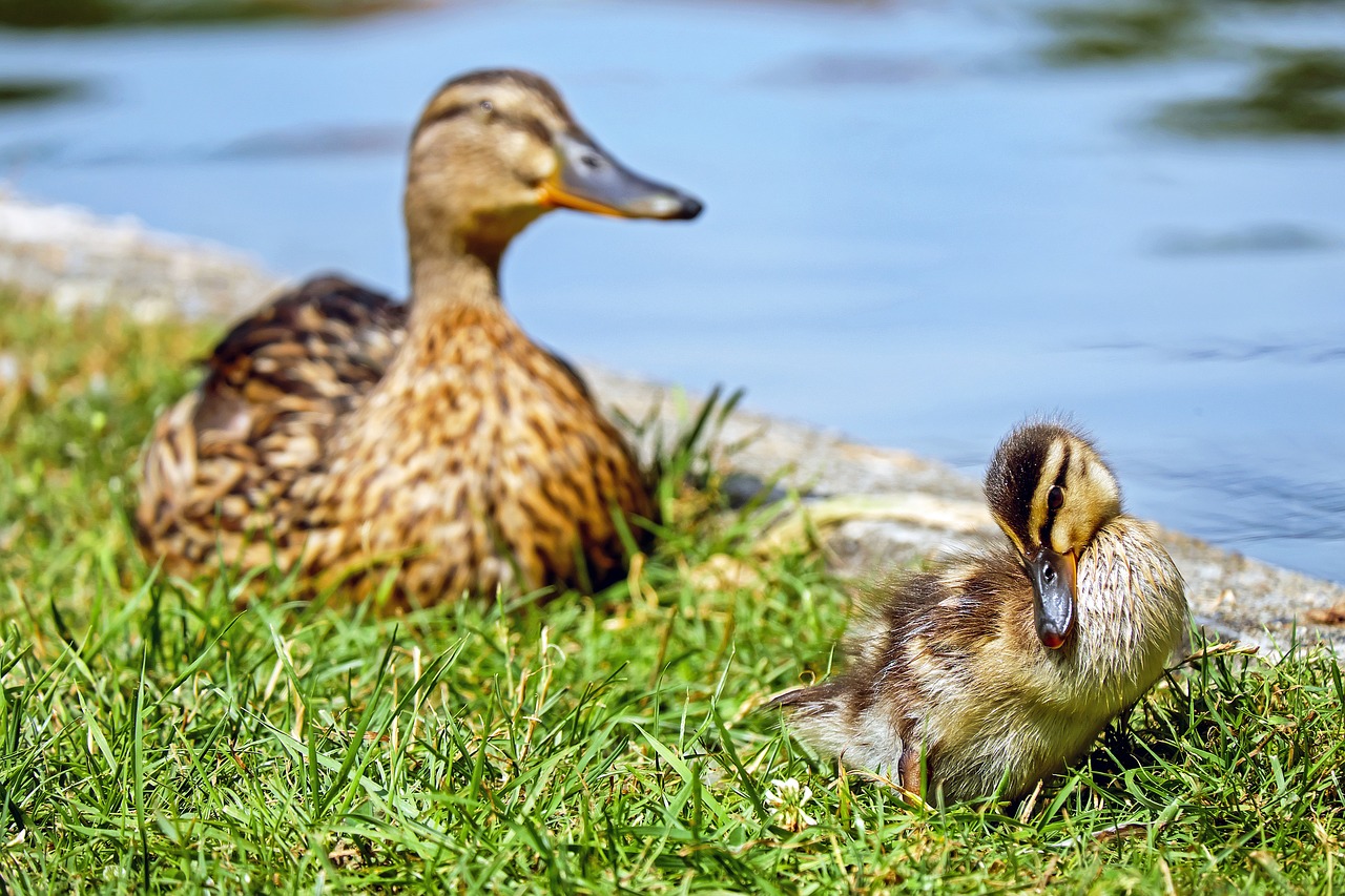 duck chicks animal free photo