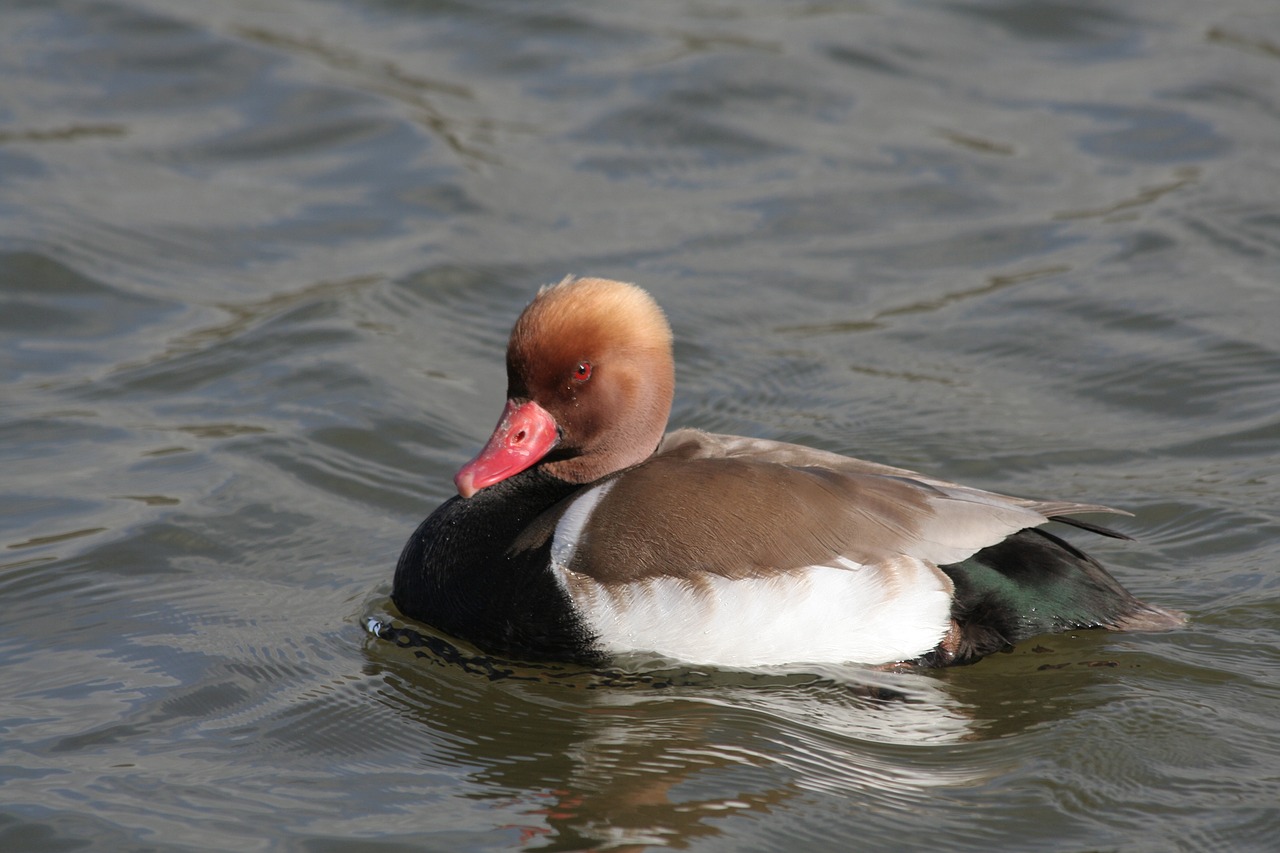 duck colorado ave free photo