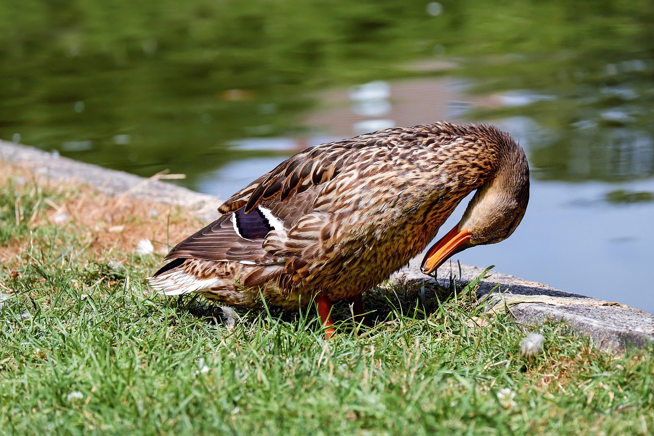 duck animal water bird free photo