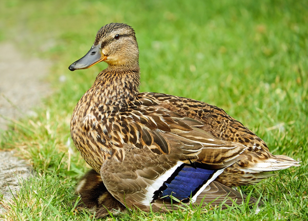 duck animal water bird free photo