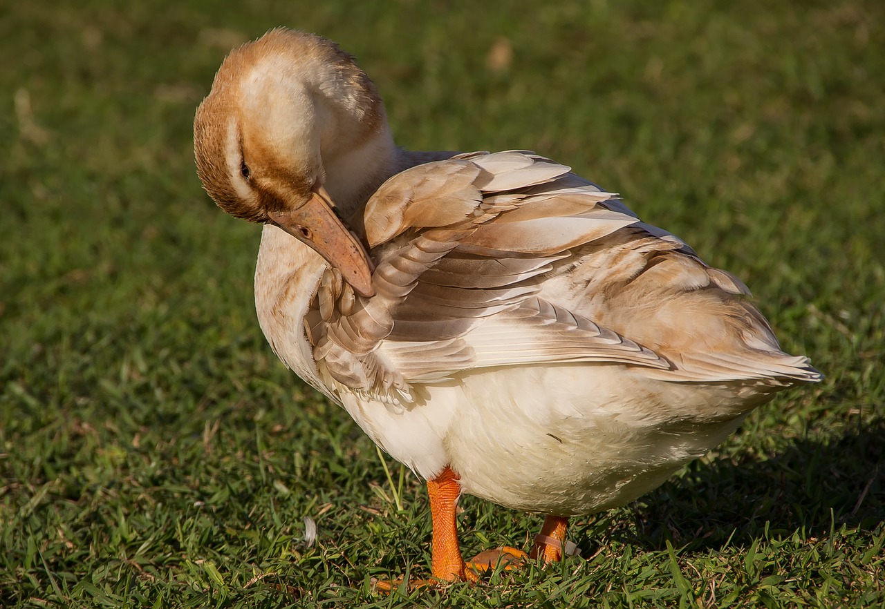 duck preening feathers free photo