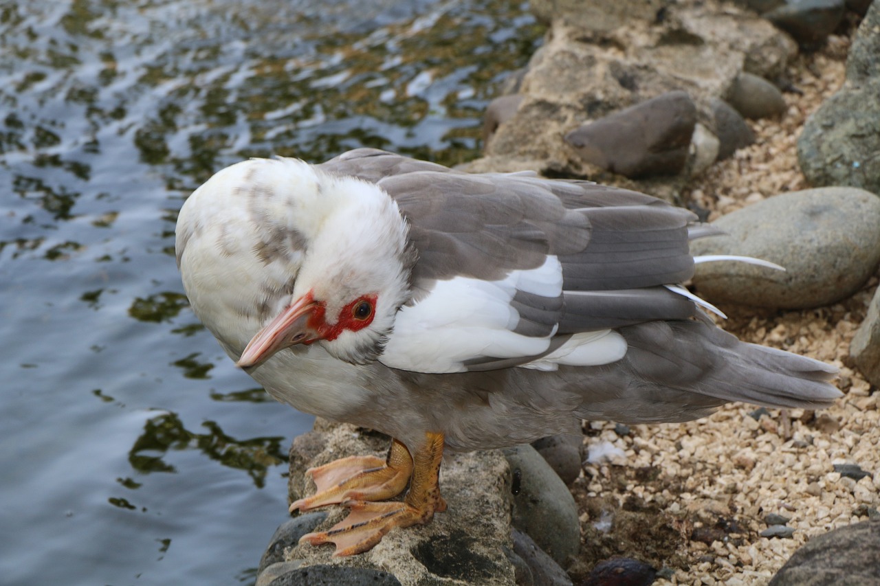 gray duck bianca free photo