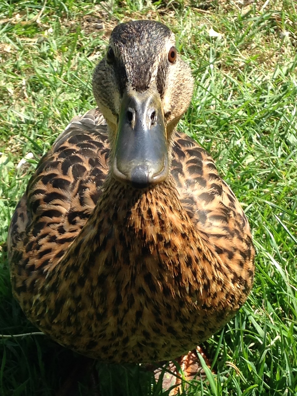 duck quack bird free photo