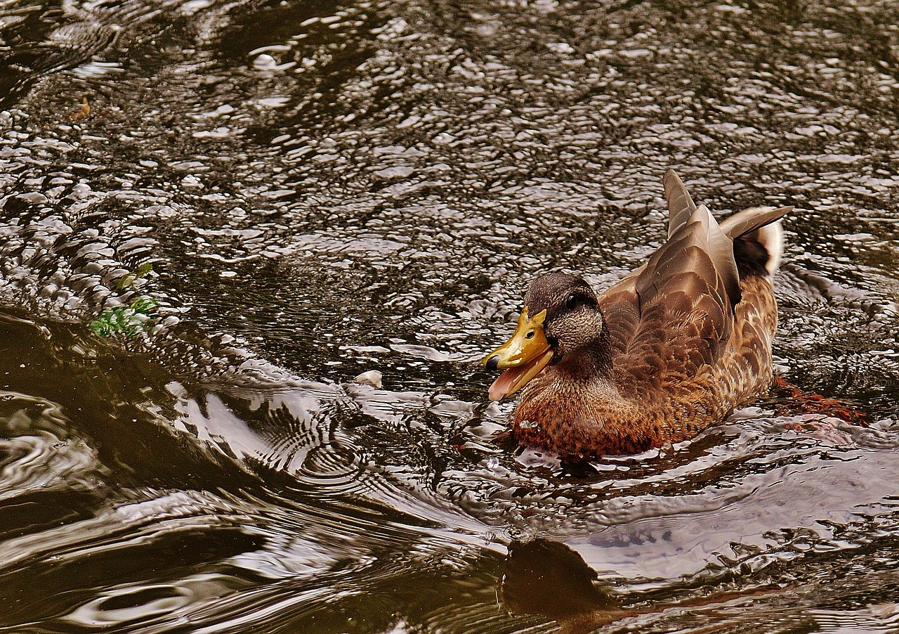 duck water bird poultry free photo