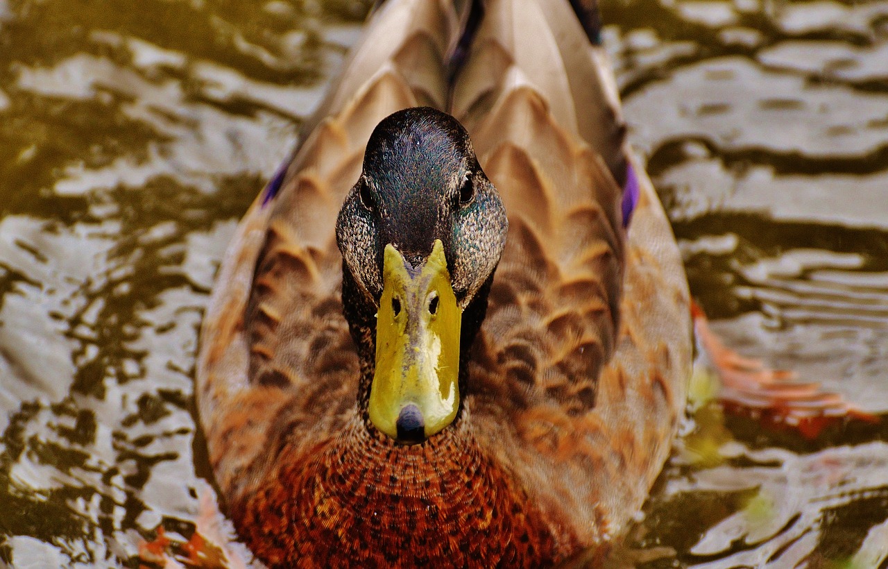 duck water bird poultry free photo