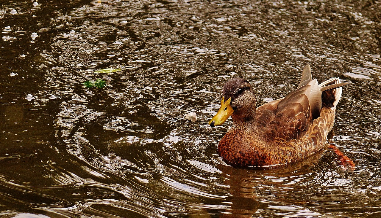 duck water bird poultry free photo