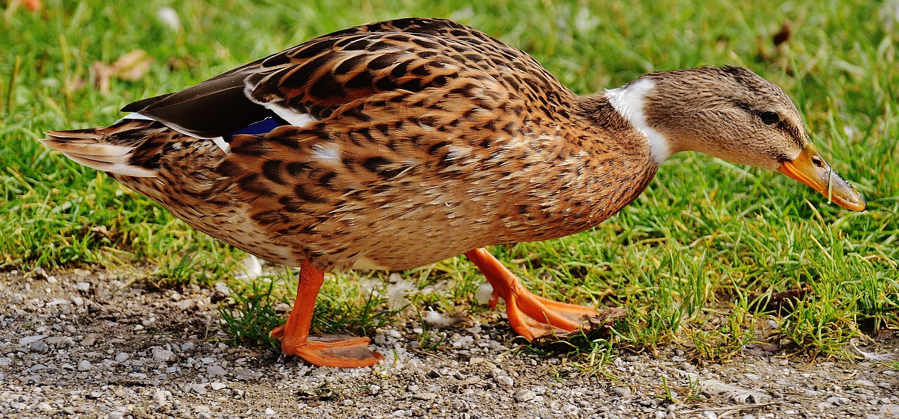 duck water bird poultry free photo