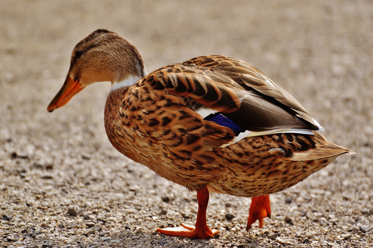 duck water bird poultry free photo