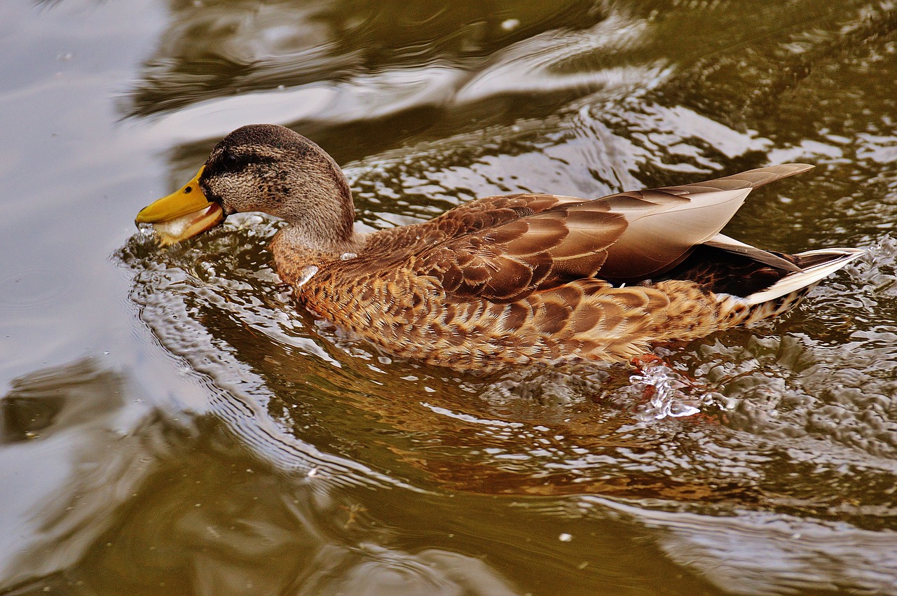 duck water bird poultry free photo