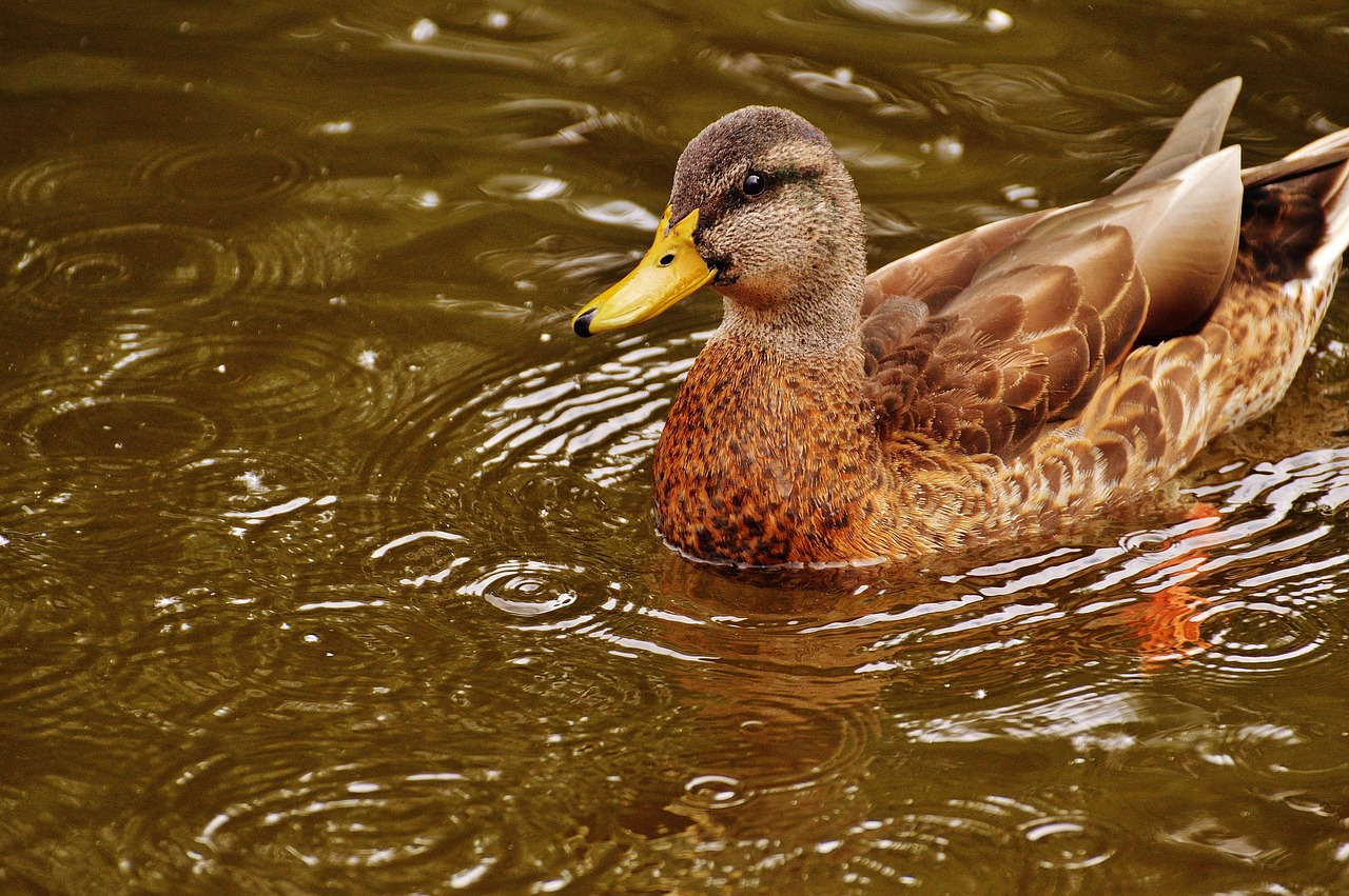 duck water bird poultry free photo