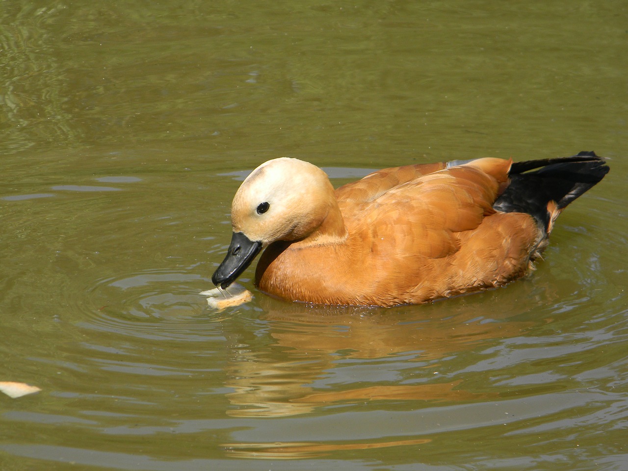 duck pond nature free photo