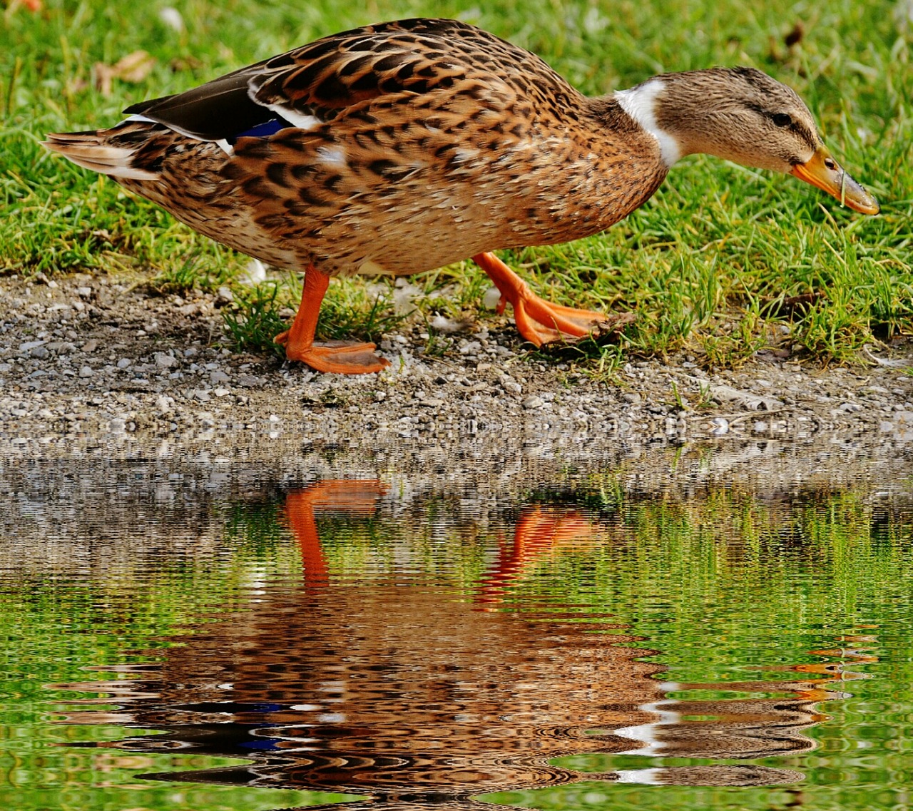 duck water bird water free photo