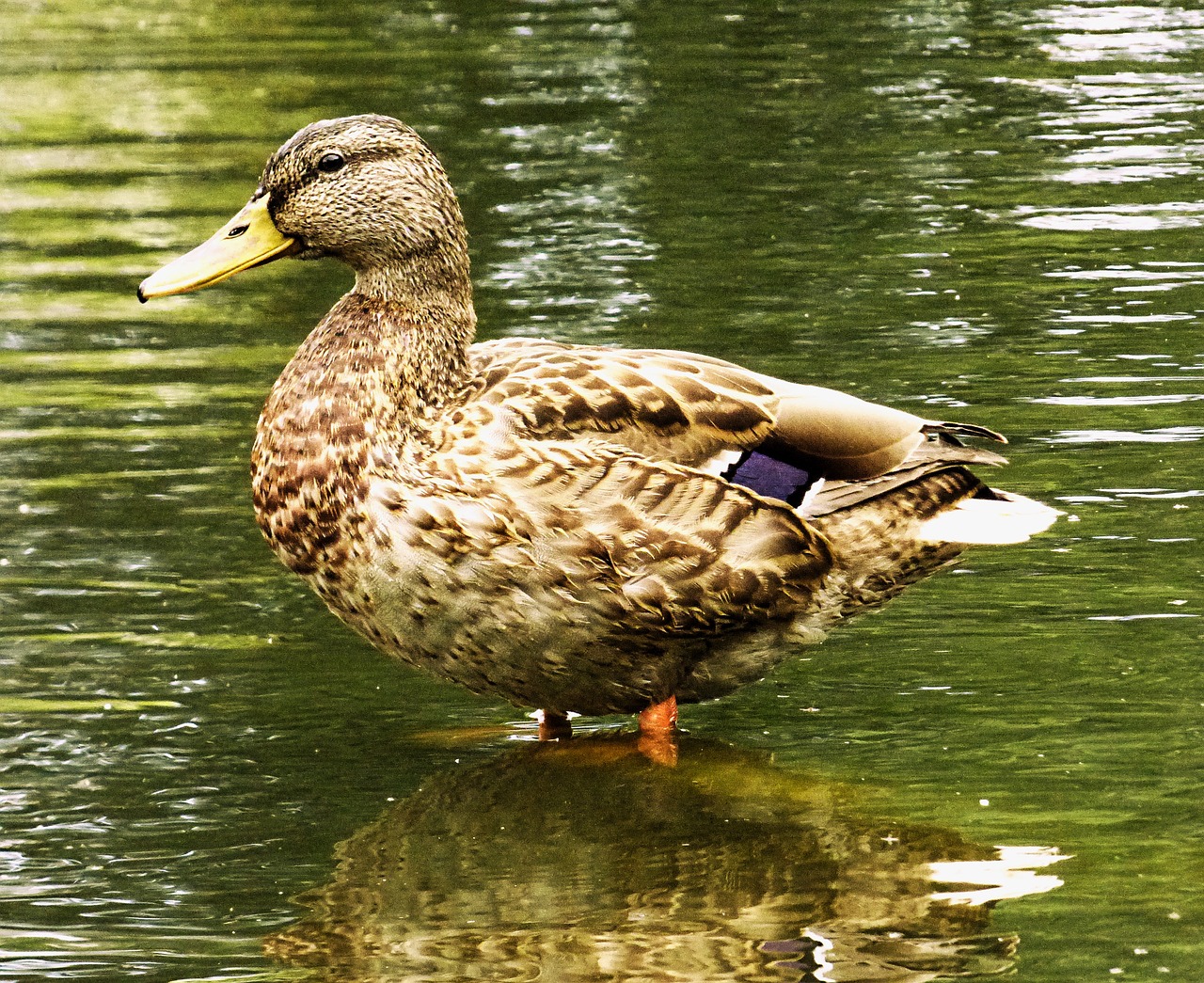 duck mallard water bird free photo