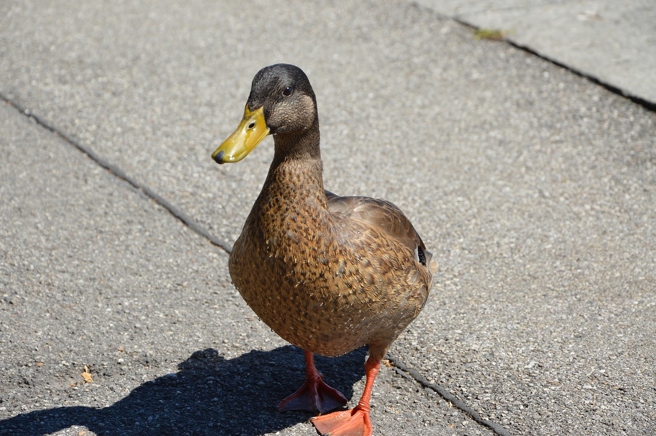 duck starnberger see water free photo