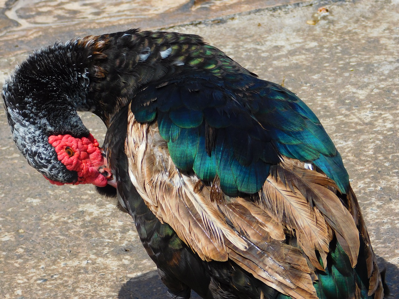 duck animal biped free photo