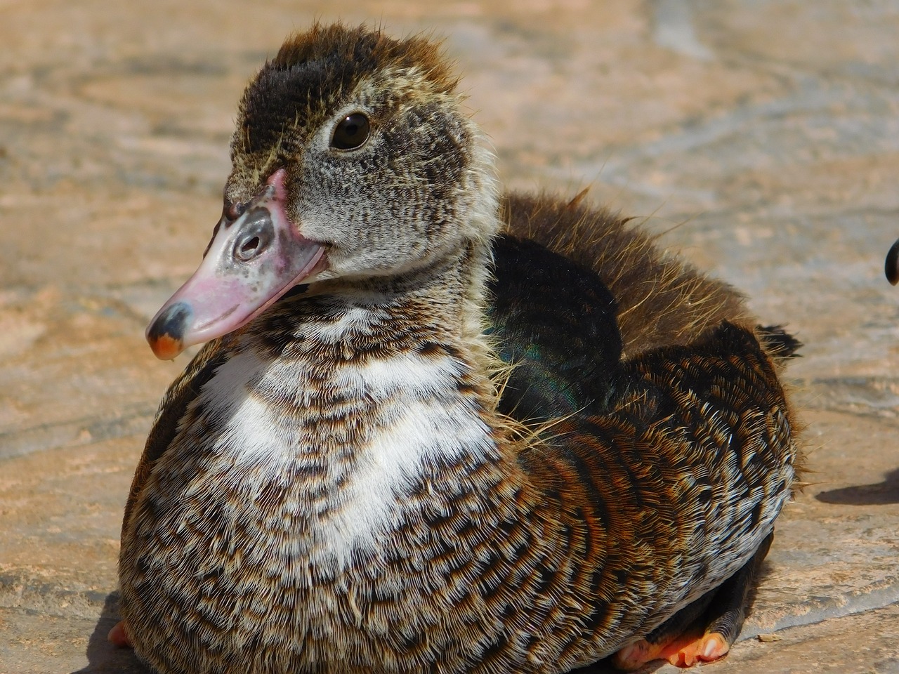 duck animal biped free photo