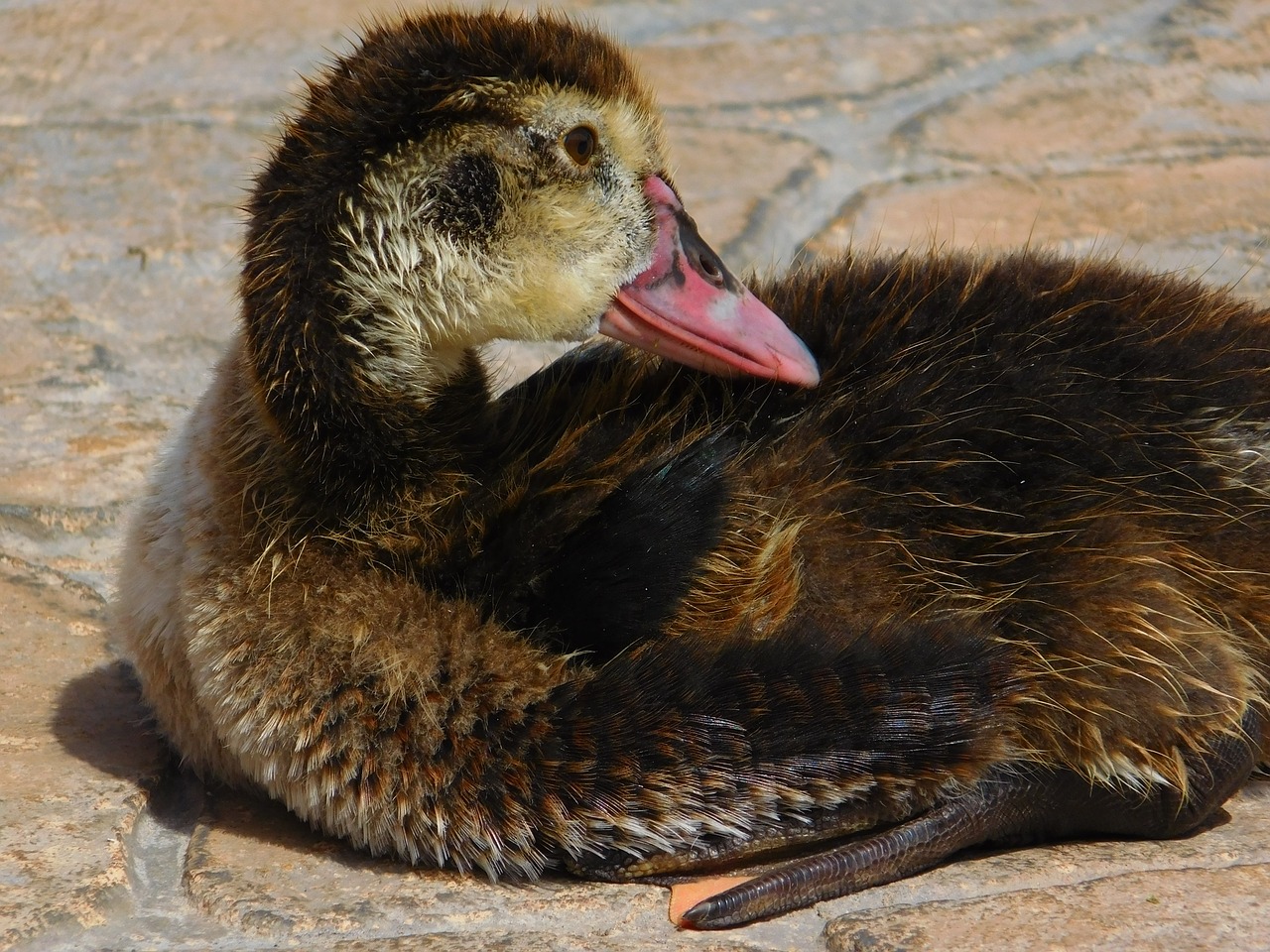 duck animal biped free photo