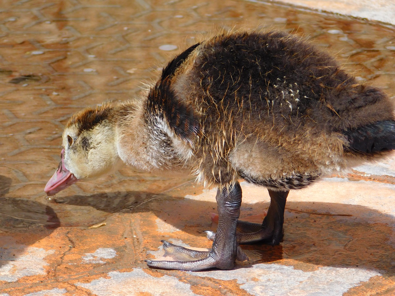 duck animal biped free photo