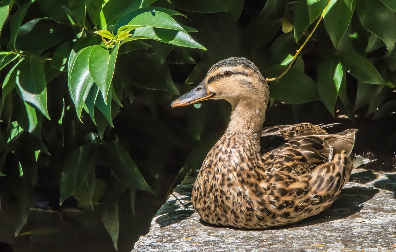 duck animals bird free photo