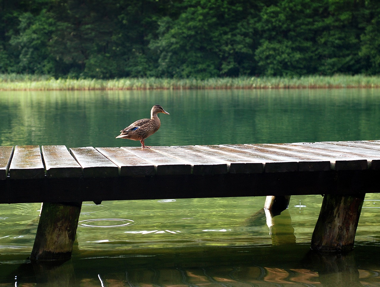 duck the wild duck lake free photo