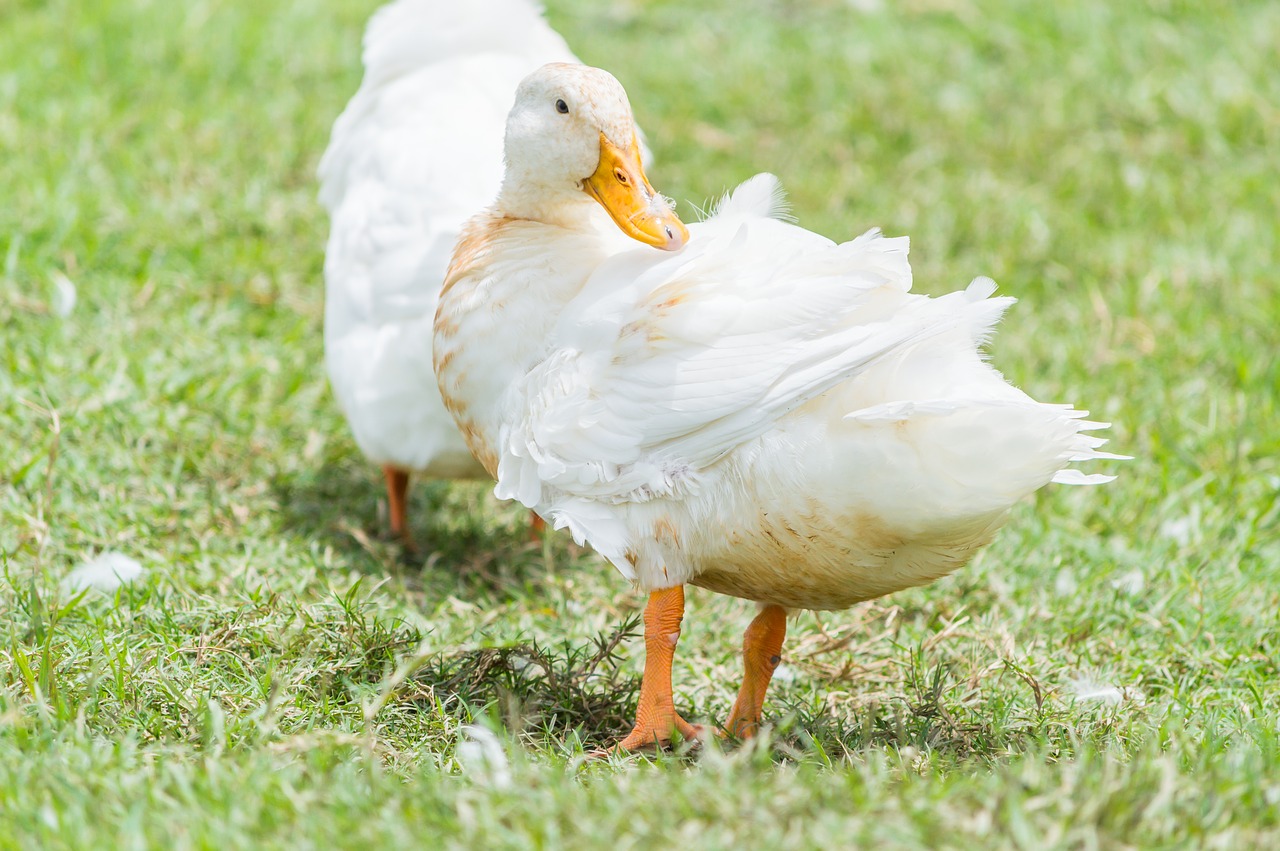 duck thailand field free photo