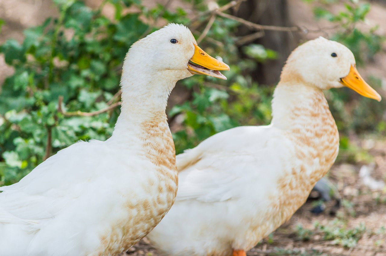 duck thailand field free photo