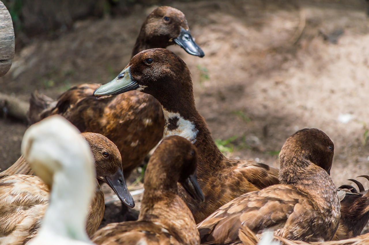 duck thailand field free photo