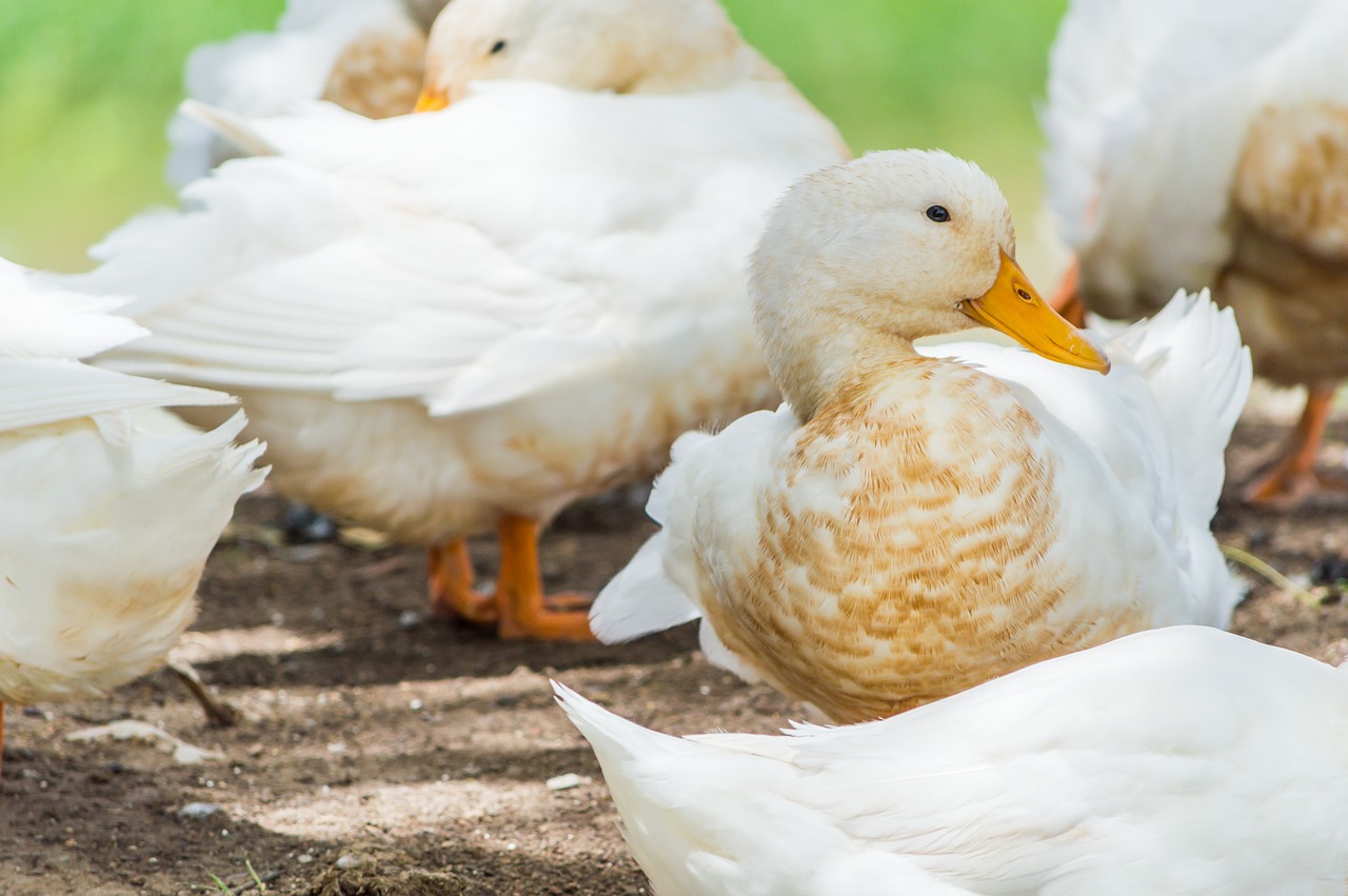 duck thailand field free photo