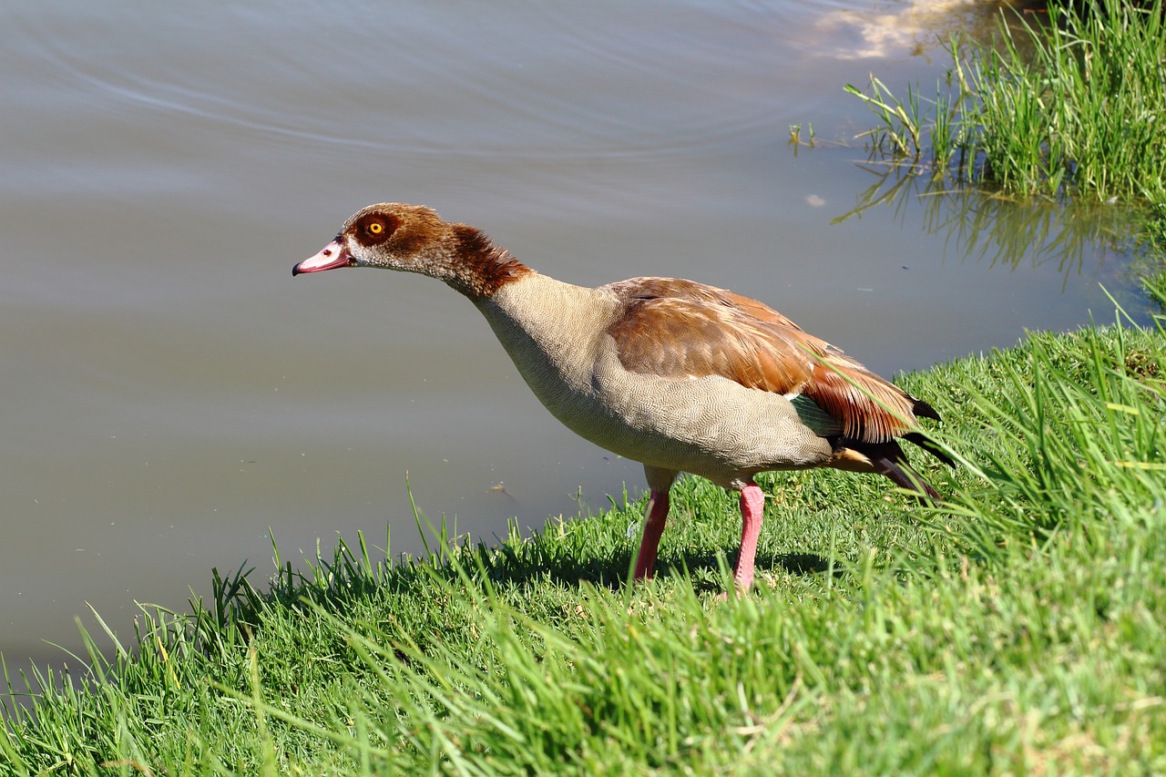 duck lake animal free photo