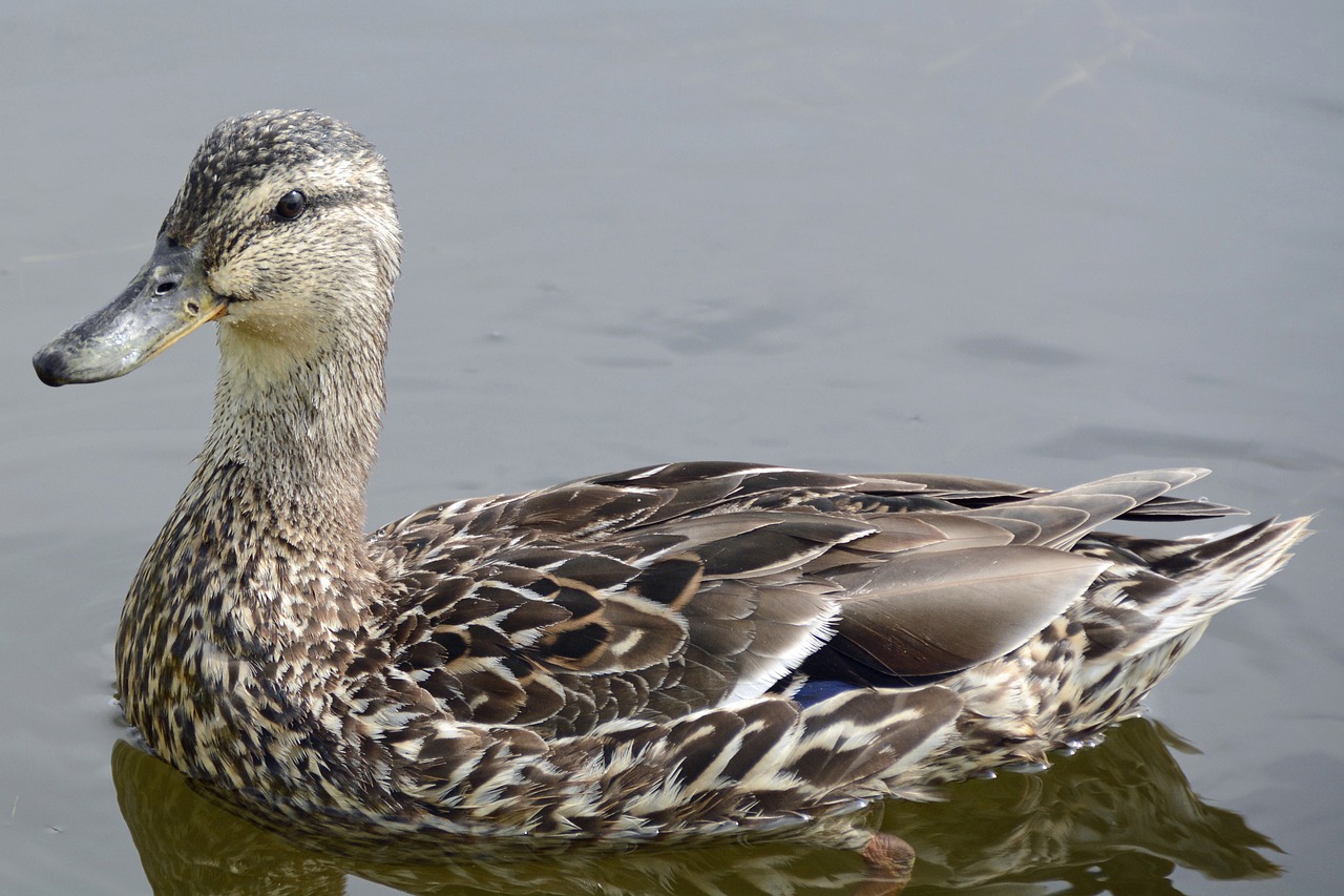 duck water bird pond free photo