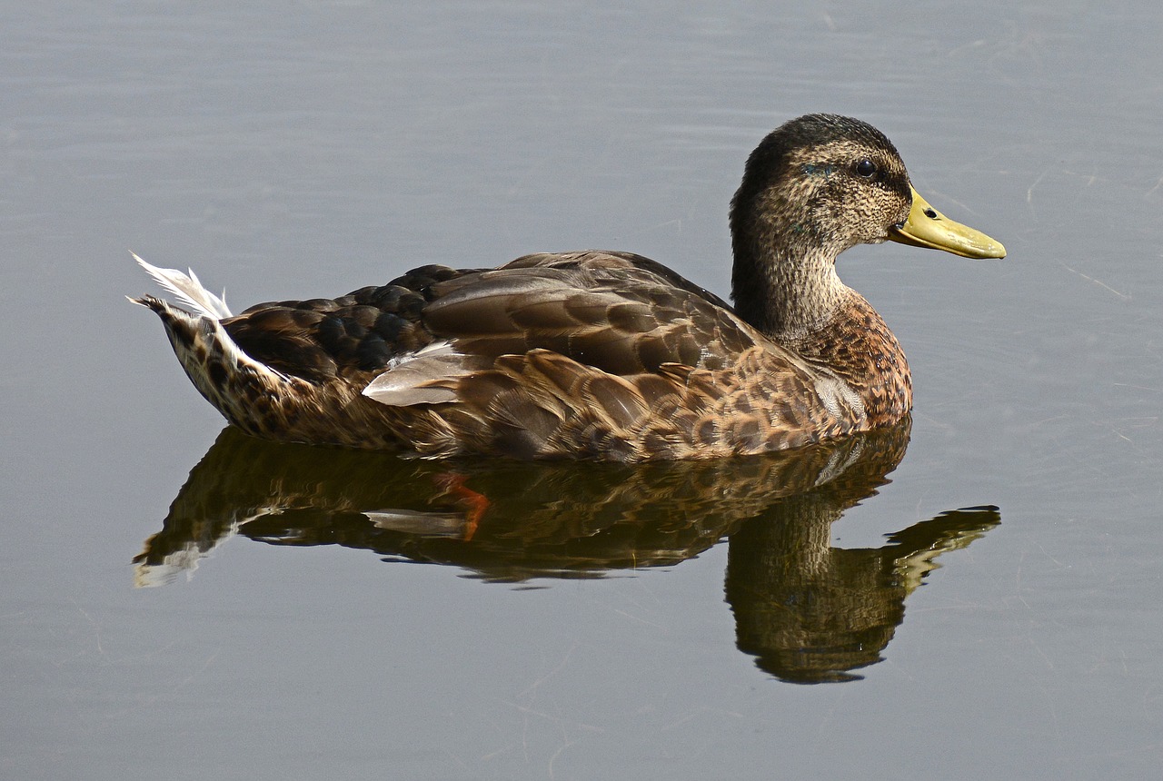 duck water bird pond free photo