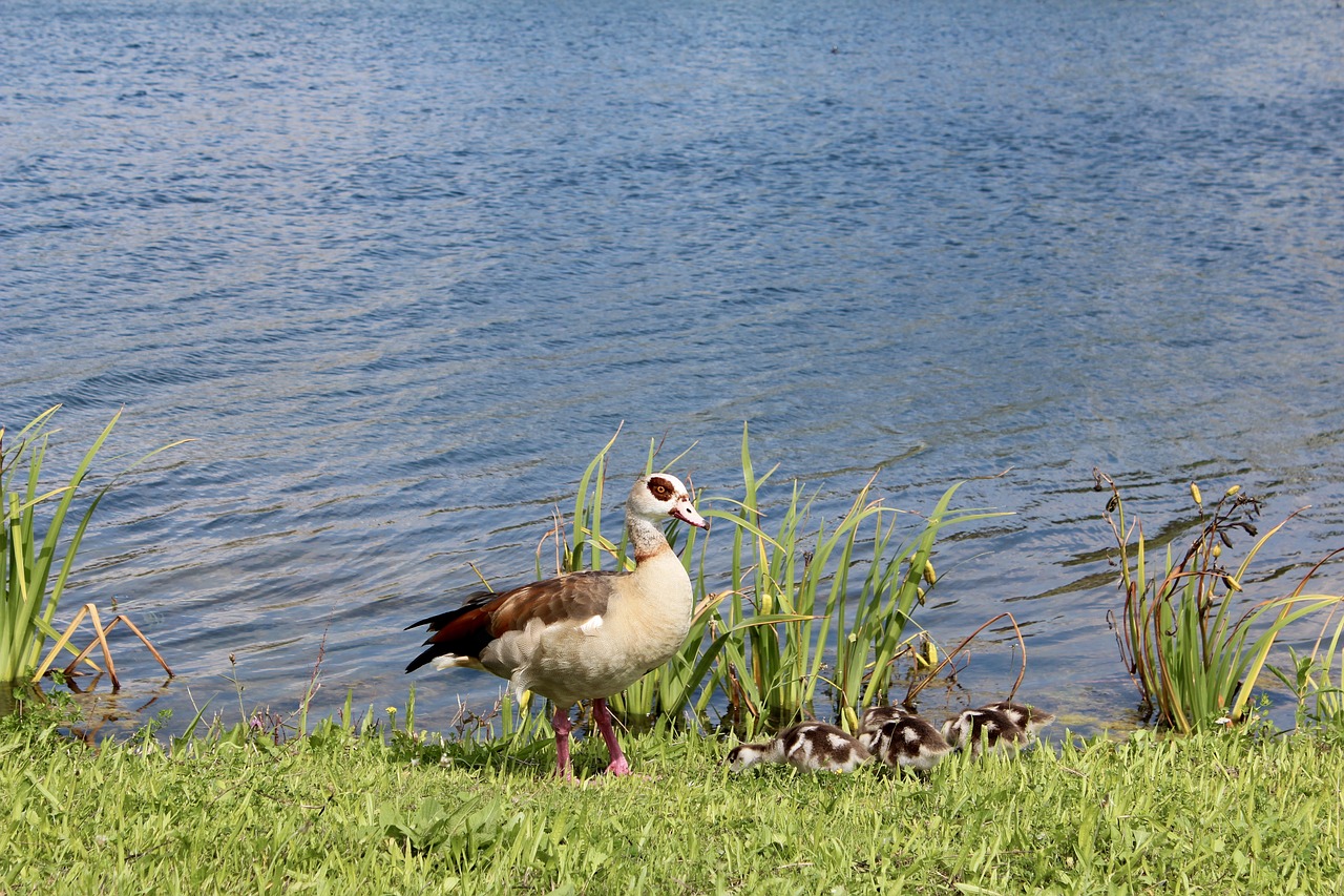 duck chicks baby free photo