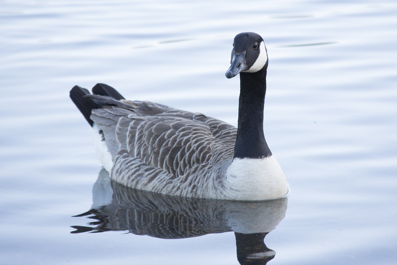 duck water nature free photo