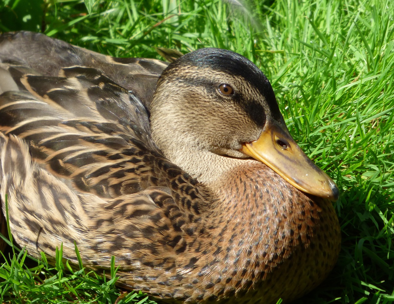 duck mallard bill free photo