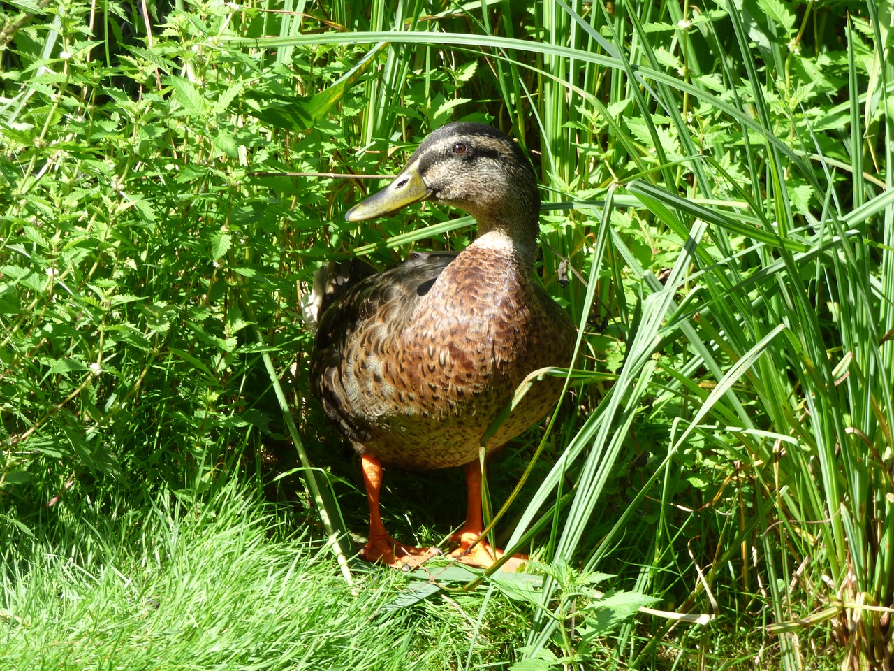duck mallard hidden free photo