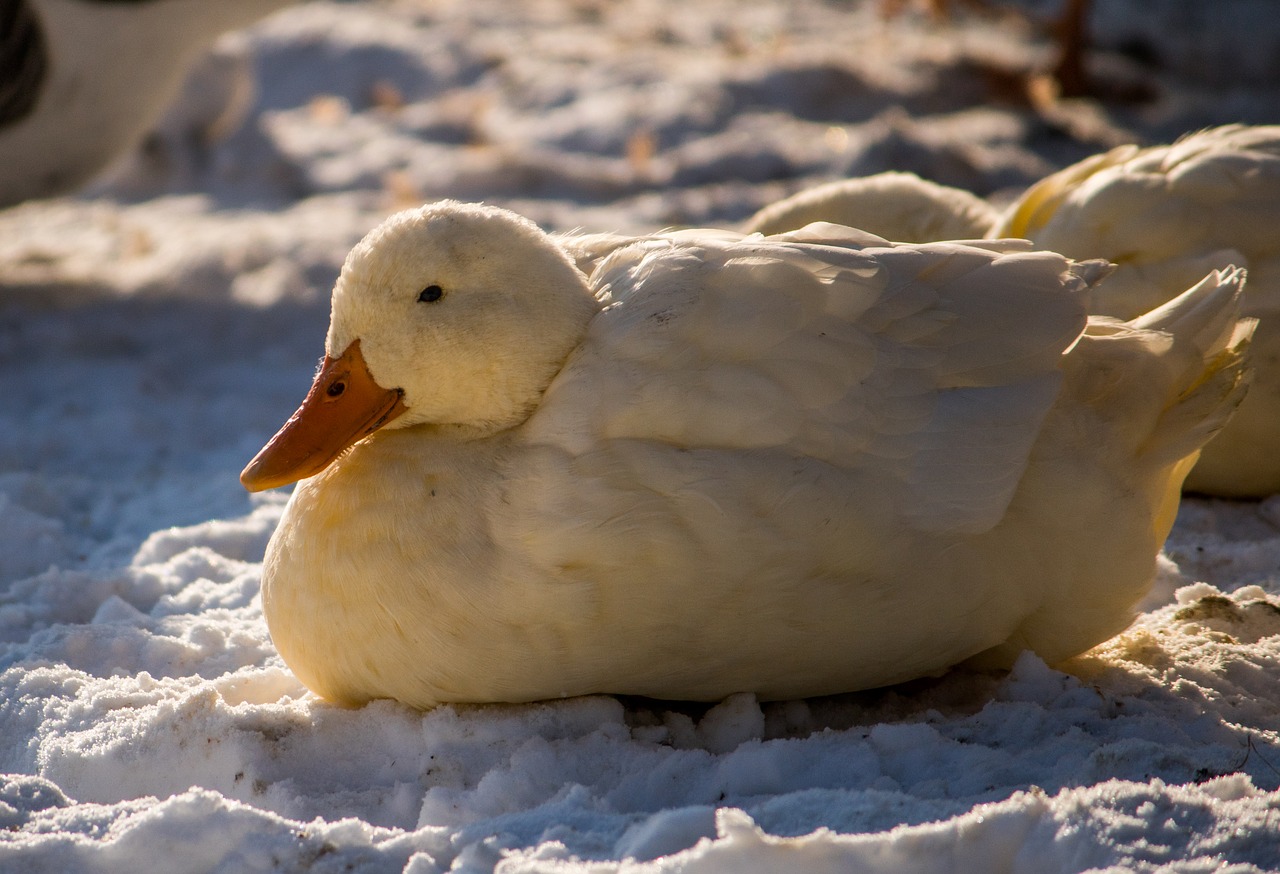 duck animal winter free photo