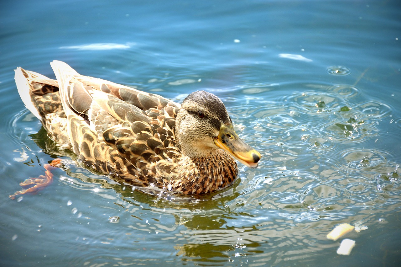 duck summer vacation free photo