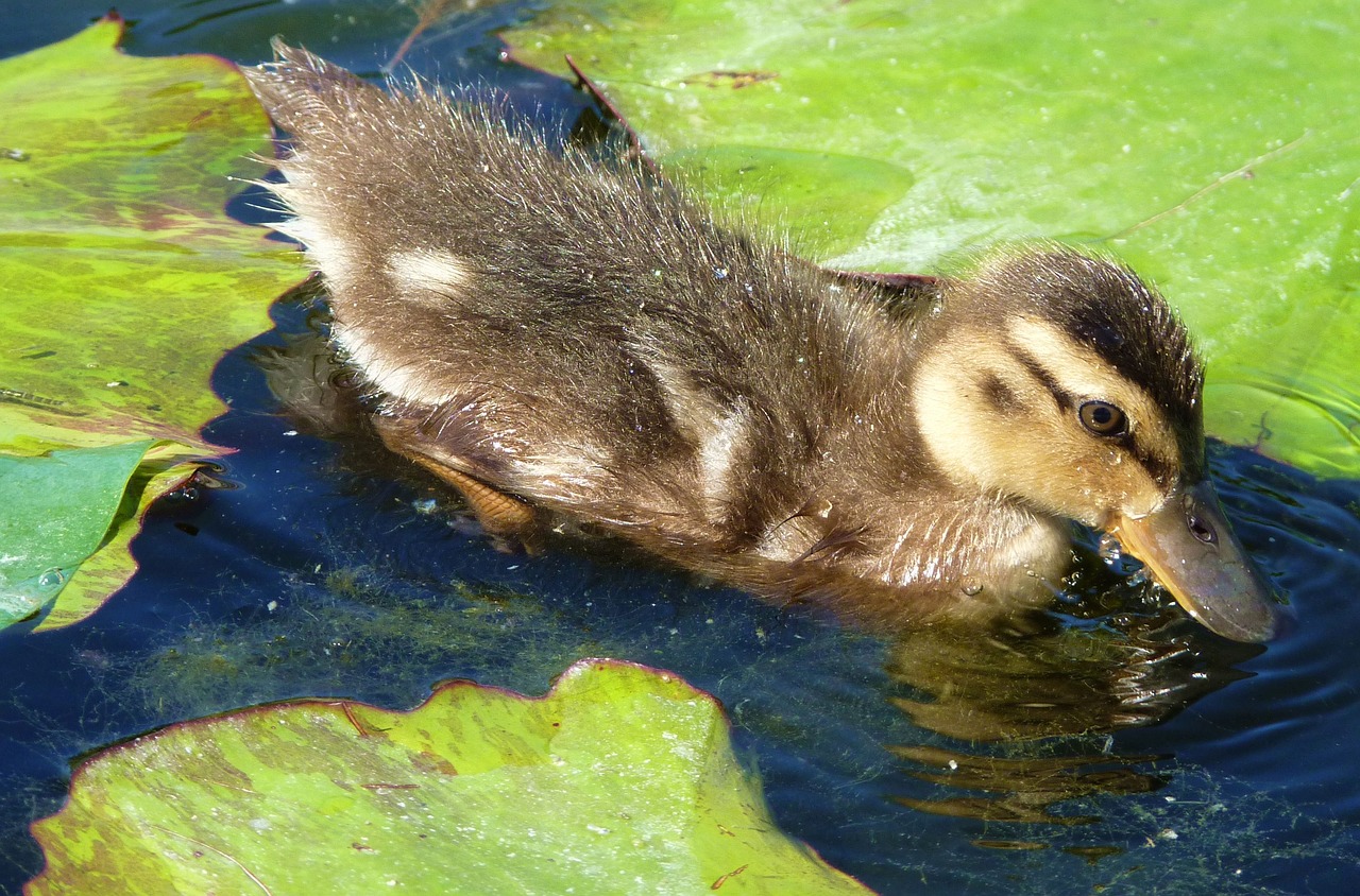 duck ducky chicks free photo