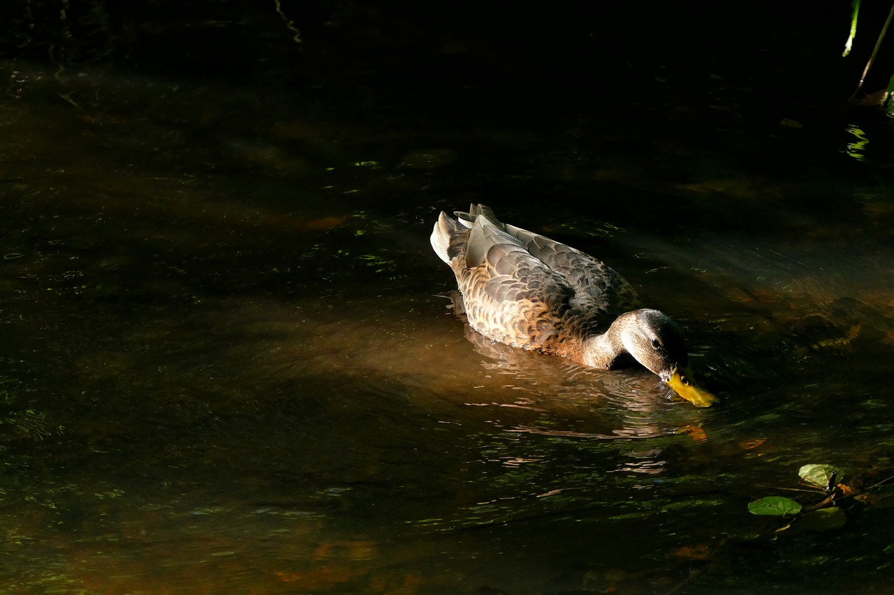 duck pond waters free photo