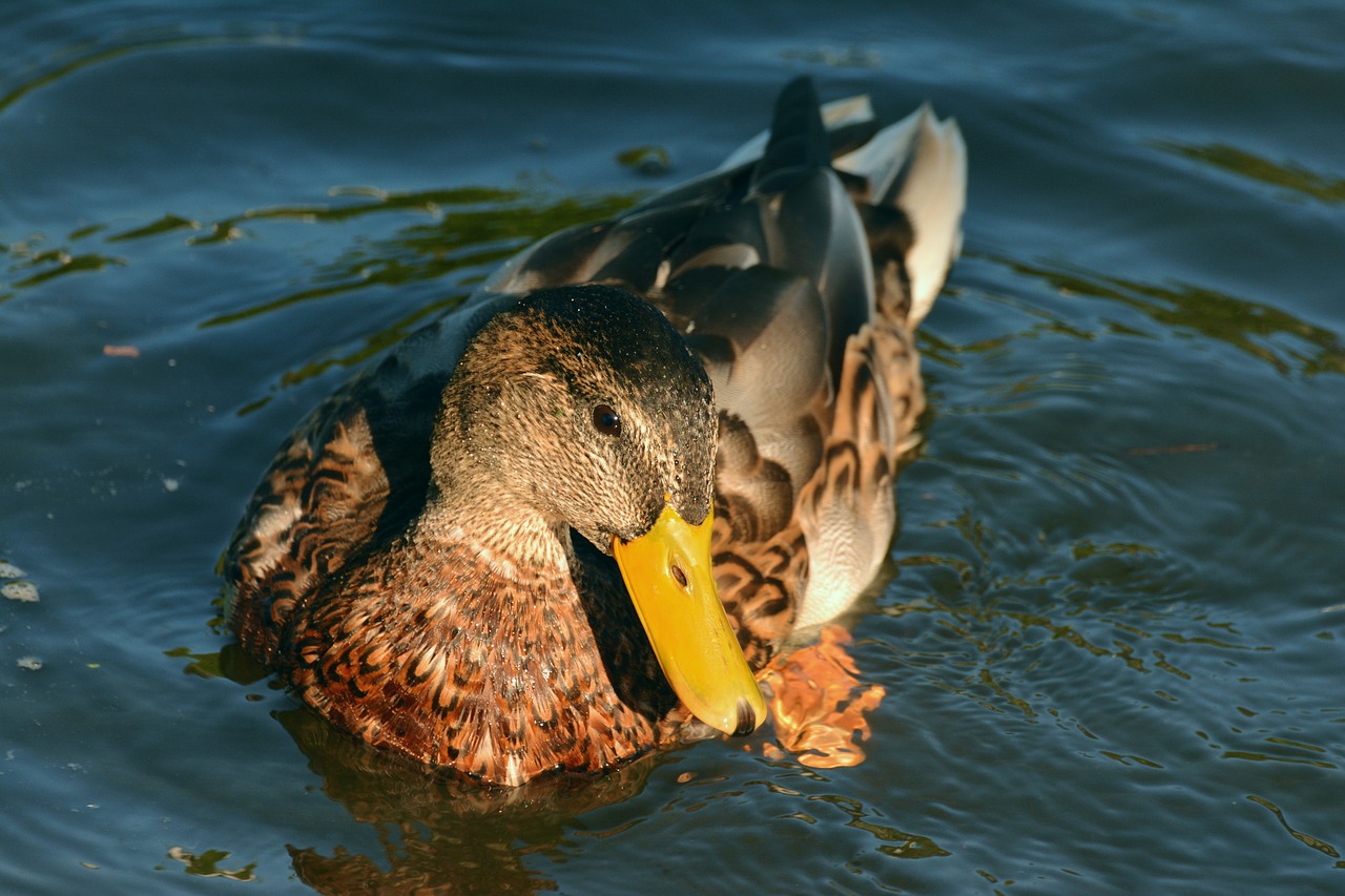 duck mallard female mallard free photo