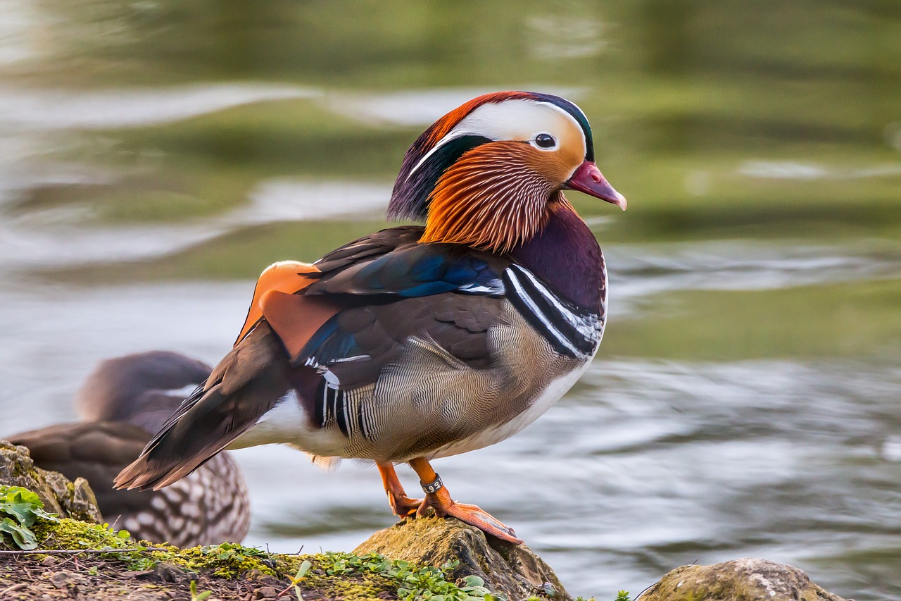 duck mandarin ave free photo